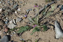 Oxytropis strobilacea