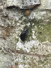 Helopini