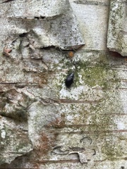 Helopini