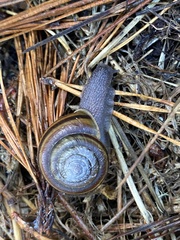Helminthoglypta