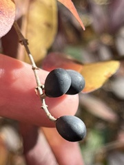 Ligustrum obtusifolium