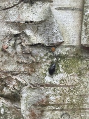 Helopini