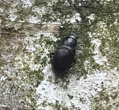 Helopini