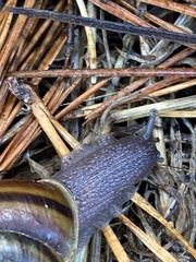 Helminthoglypta