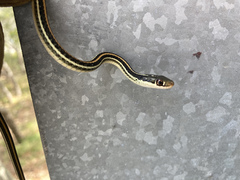Thamnophis proximus orarius