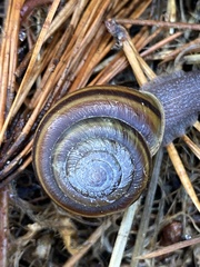 Helminthoglypta