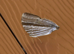 Amathusia phidippus