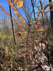 Ligustrum obtusifolium
