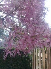 Chionanthus pubescens