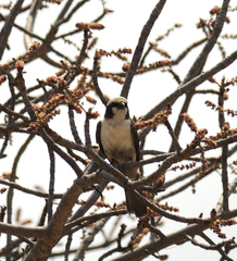 Eurocephalus anguitimens