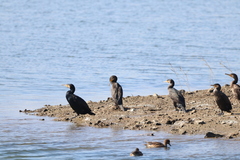Phalacrocorax carbo