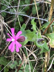 Silene dioica