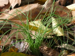 Allium vineale