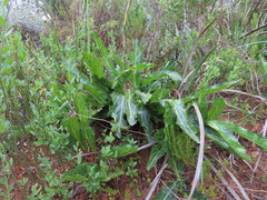 Lichtensteinia lacera