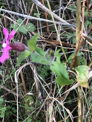 Silene dioica