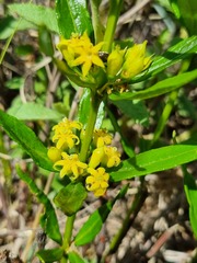 Fadogia homblei