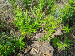 Fadogia homblei