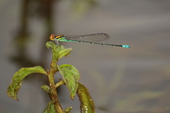 Pseudagrion punctum