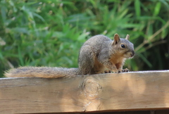 Sciurus niger