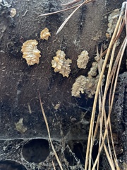 Arcyria obvelata
