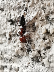 Camponotus lateralis