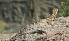 Psammophilus dorsalis