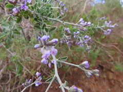 Psoralea hirta