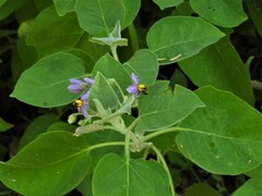 Solanum pubescens