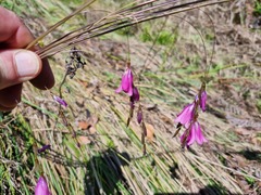 Dierama mossii