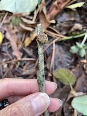 Arcyria obvelata