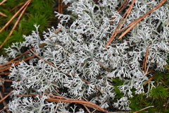 Cladonia