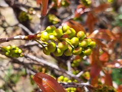 Ochna pulchra