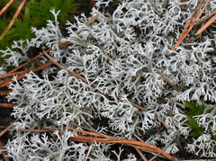 Cladonia