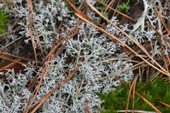 Cladonia