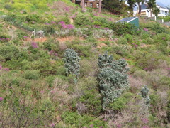 Leucadendron argenteum