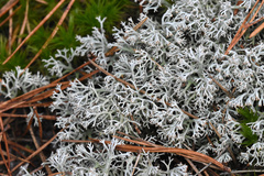 Cladonia
