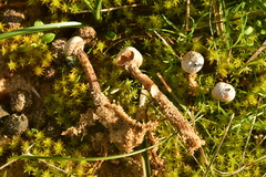 Tulostoma brumale