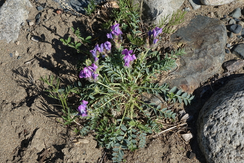woolly-fruited nut oxytrope (Oxytropis intermedia)