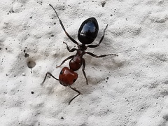 Camponotus lateralis