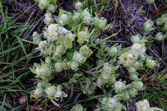 Psilocarphus elatior