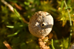 Tulostoma brumale