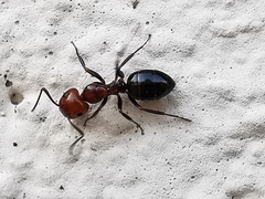 Camponotus lateralis