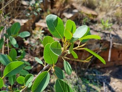 Ficus burkei
