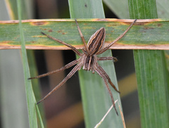 Pisaura mirabilis