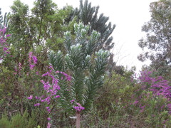 Leucadendron argenteum