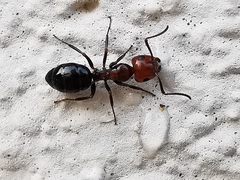 Camponotus lateralis