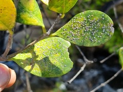 Olea capensis enervis