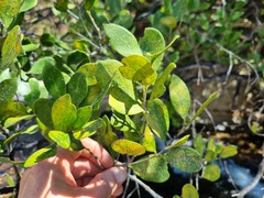 Olea capensis enervis