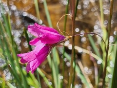 Dierama mossii