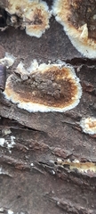 Coniophora puteana